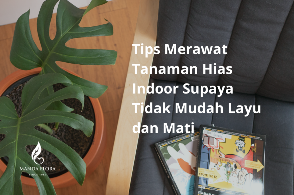 Tips Merawat Tanaman Hias Indoor Di Ruangan Ber-Ac Agar Tidak Layu