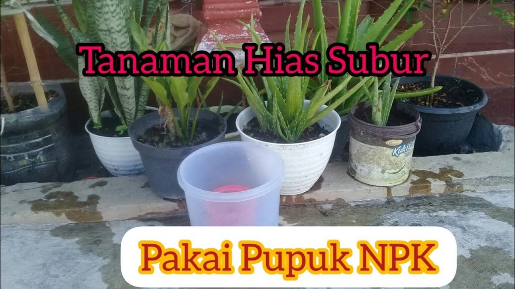 Cara Membuat Pupuk Alami Untuk Tanaman Hias Indoor Di Rumah