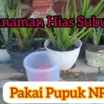 Cara Membuat Pupuk Alami Untuk Tanaman Hias Indoor Di Rumah