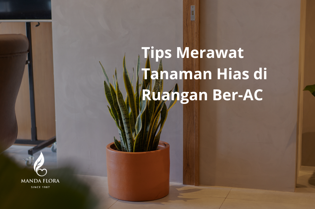 Tips Merawat Tanaman Hias Indoor di Ruangan Ber-AC agar Tidak Layu