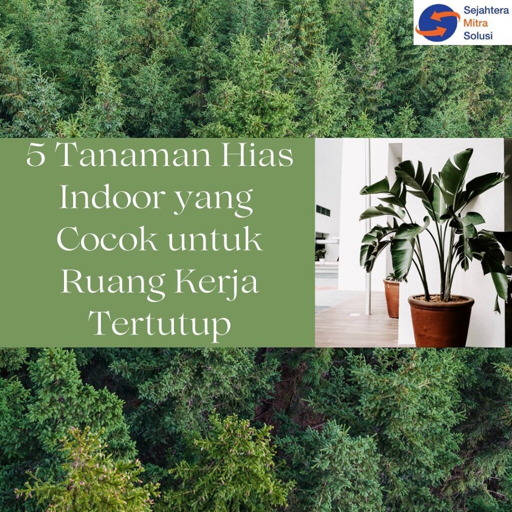 5 Tanaman Hias Indoor Yang Cocok Untuk Meja Kerja Kamu